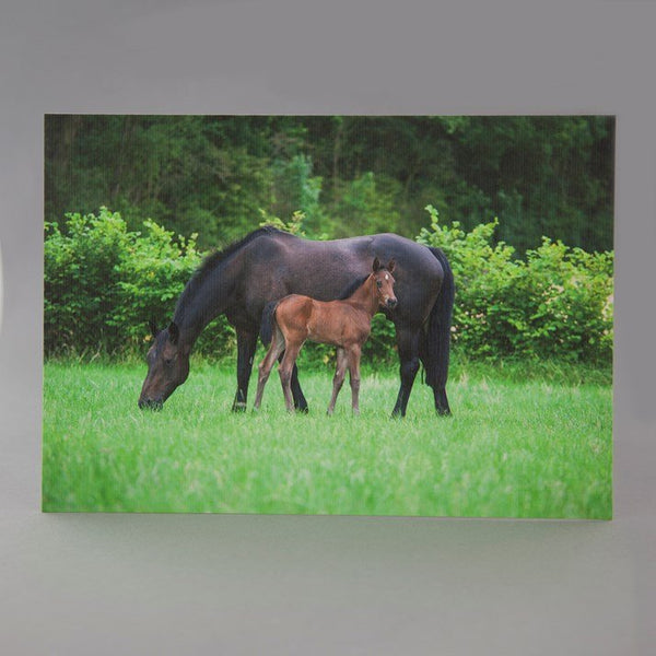 'Mum You're the Best' Mare and Foal Horse Design Card - Gallop Guru